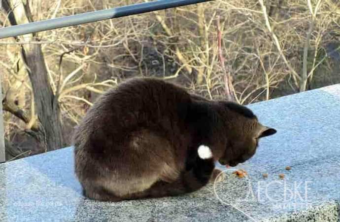 Одесские котики12