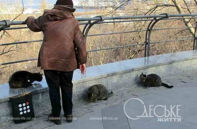 Одесские котики13