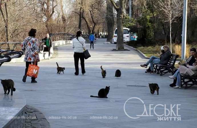 Одесские котики14