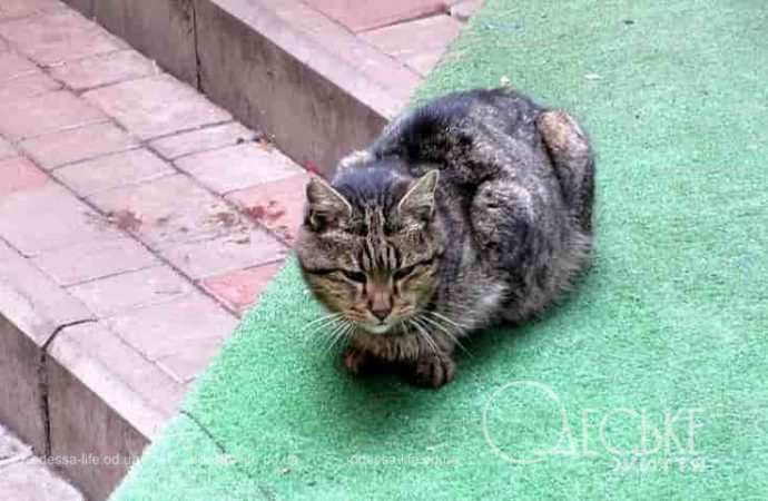Одесские котики17
