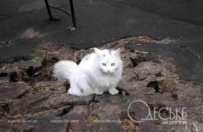 Одесские котики18