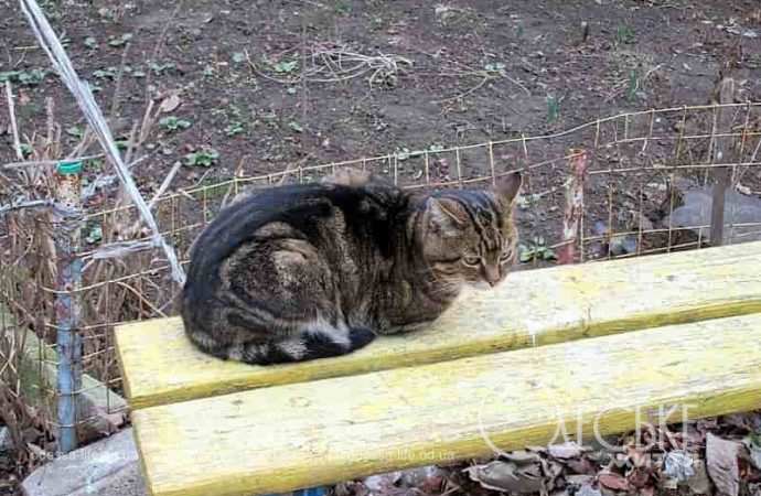 Одесские котики19