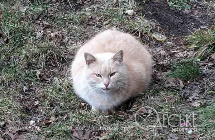 Одесские котики2