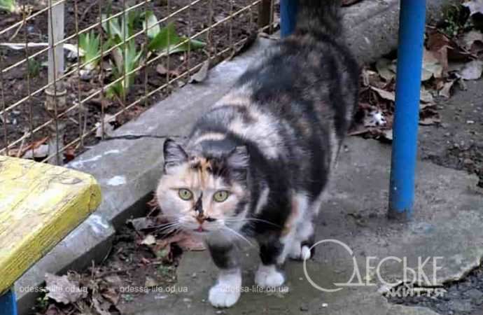 Одесские котики20