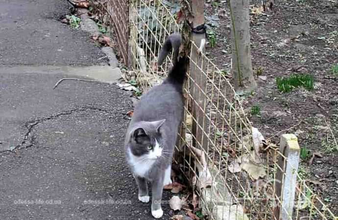 Одесские котики21