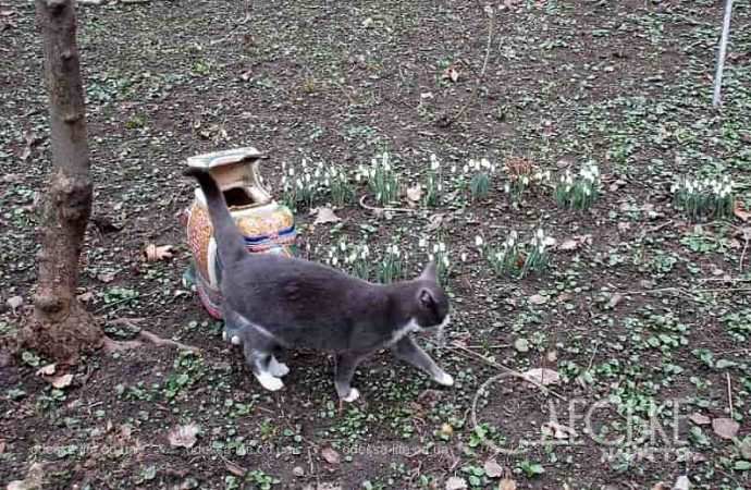 Одесские котики22