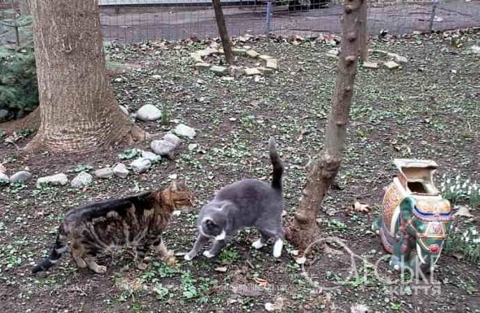 Одесские котики23