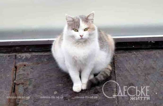 Одесские котики24