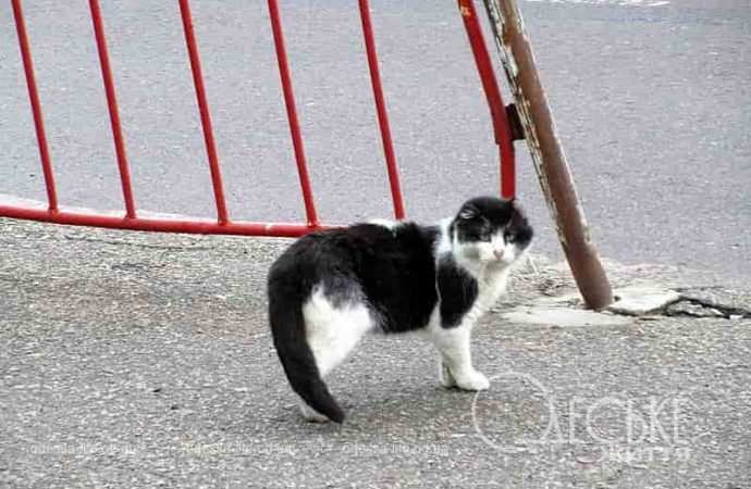 Одесские котики25