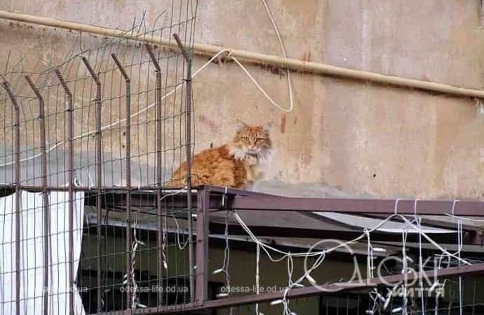 Одесские котики3