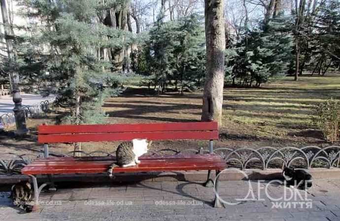 Одесские котики4