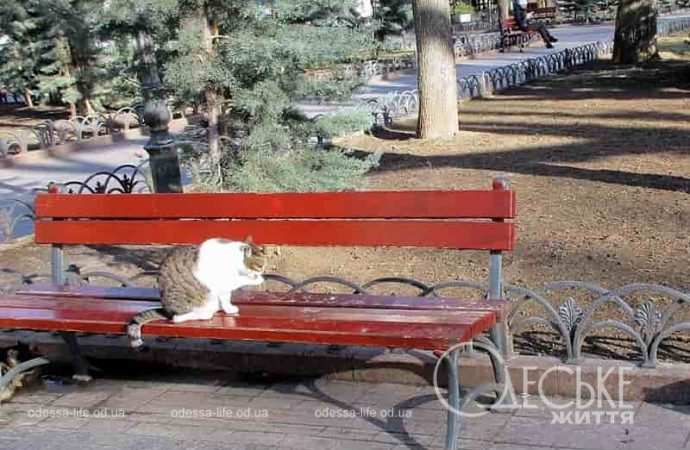 Одесские котики5