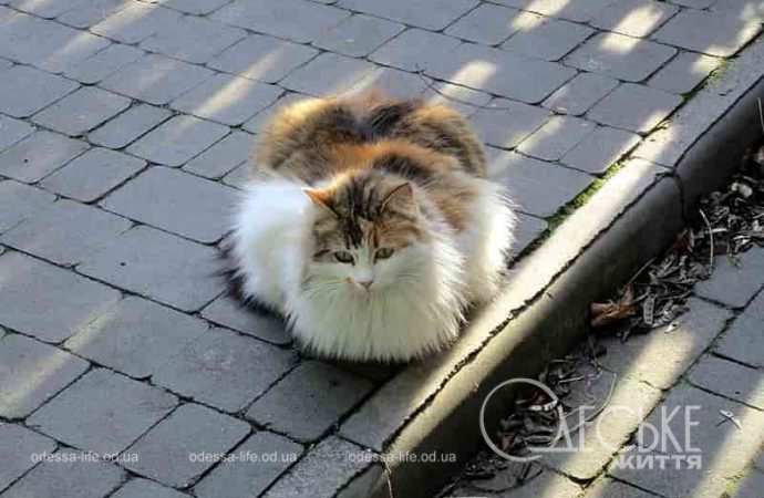 Одесские котики6