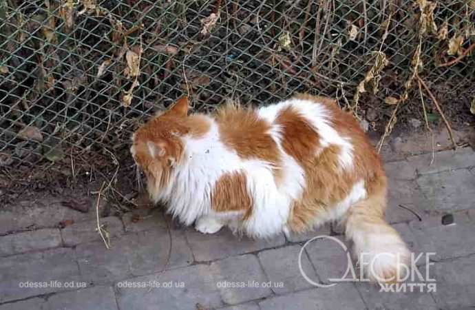 Одесские котики7