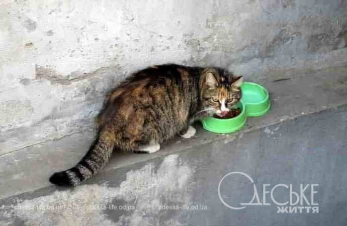 Одесские котики8