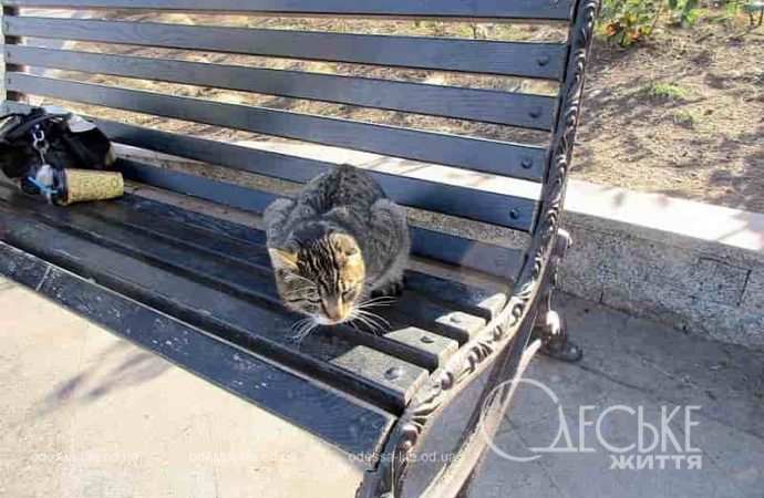 Одесские котики9