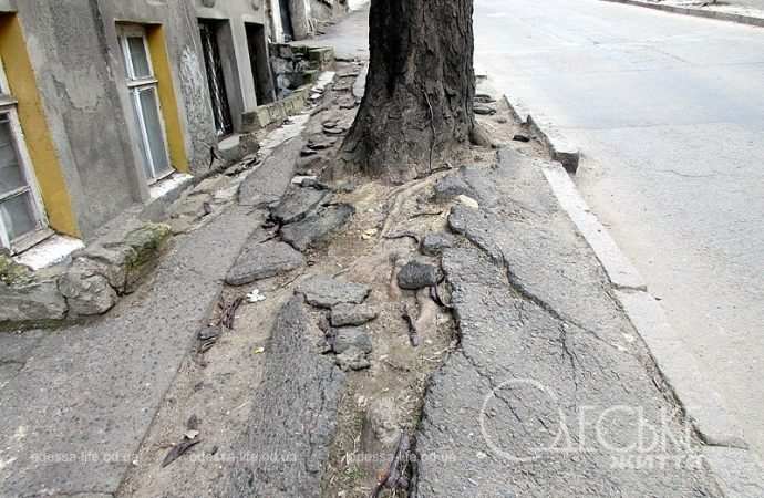 Одесса, Матросский спуск, дерево