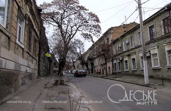 Одесса, Матросский спуск, дорога, дерево
