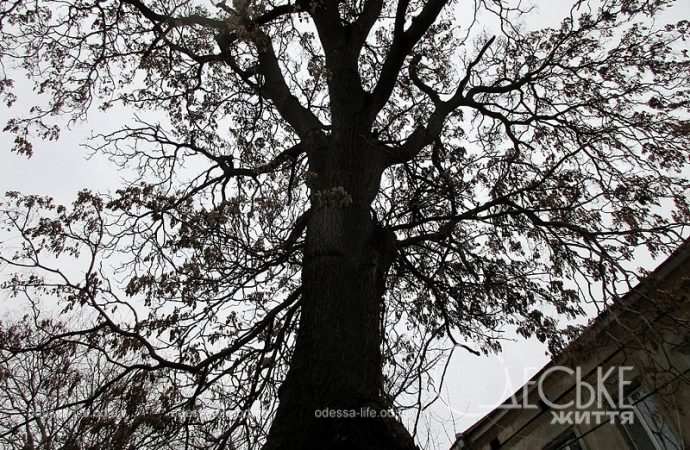 Одесса, Матросский спуск, большое дерево