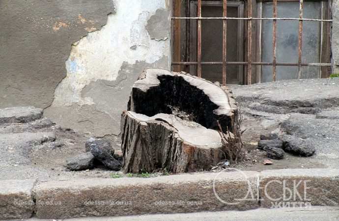 Одесса, Матросский спуск, пень