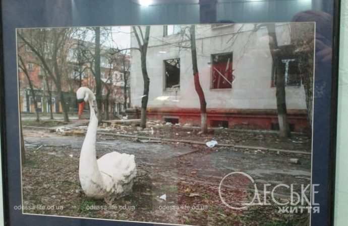 Фотовыставка Бориса Бухмана в Одессе, лебедь, наводнение