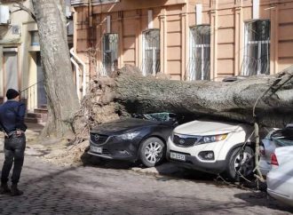 Почему в Одессе падают деревья и можно ли это предотвратить