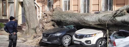 Почему в Одессе падают деревья и можно ли это предотвратить