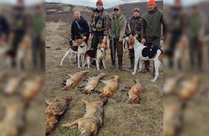 Зграї шакалів та вовків на Одещині: мисливці почали відстріл
