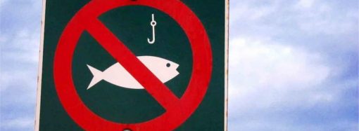 В Одесской области запретили ловить некоторые виды рыб: как долго продлится перерыв для рыбаков