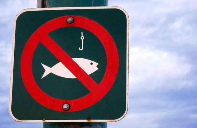 В Одеській області заборонили ловити деякі види риб: як довго триватиме перерва для рибалок