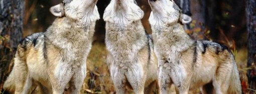 «Вовки-прикордонники»: не зміг потрапити до Молдови через зграю хижих тварин