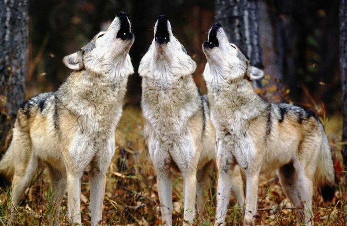 «Волки-пограничники»: не смог попасть в Молдову из-за стаи хищных животных