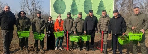 В Одесской области появятся леса нового типа: в этом году высадят три миллиона деревьев