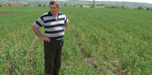 Хлеб выращивать непросто, но руки не опускаем: разговор с фермером Андреем Терновым