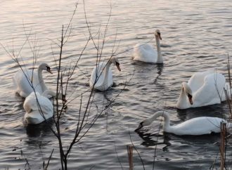Белый лебедь, откуда ты: в селе Пирожная поселились эти удивительные птицы