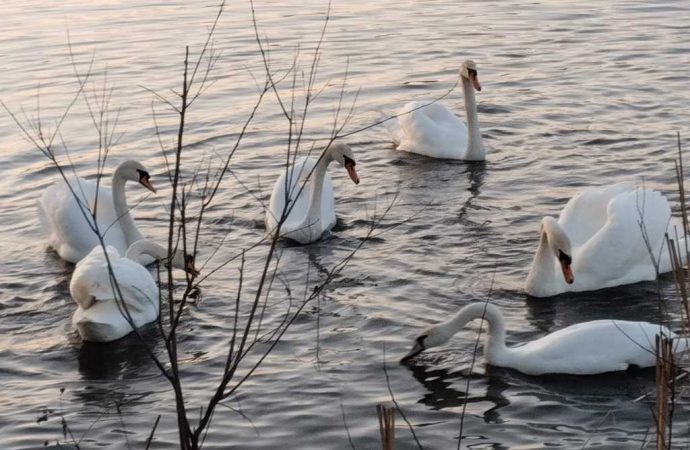 Белый лебедь, откуда ты: в селе Пирожная поселились эти удивительные птицы