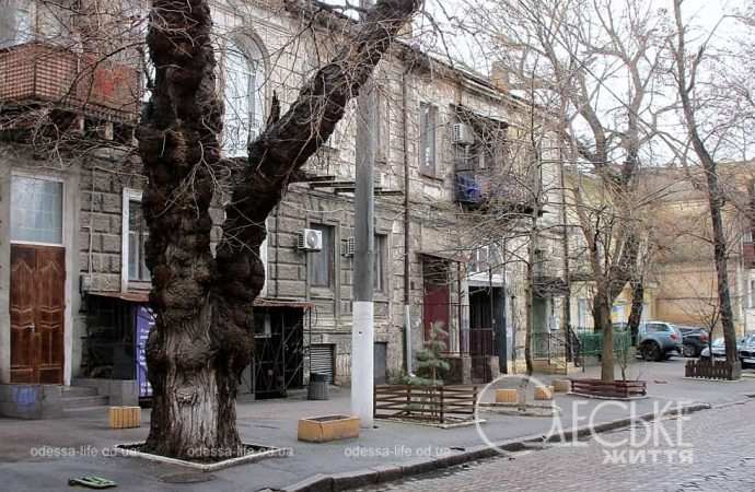 Март в Одессе, дерево