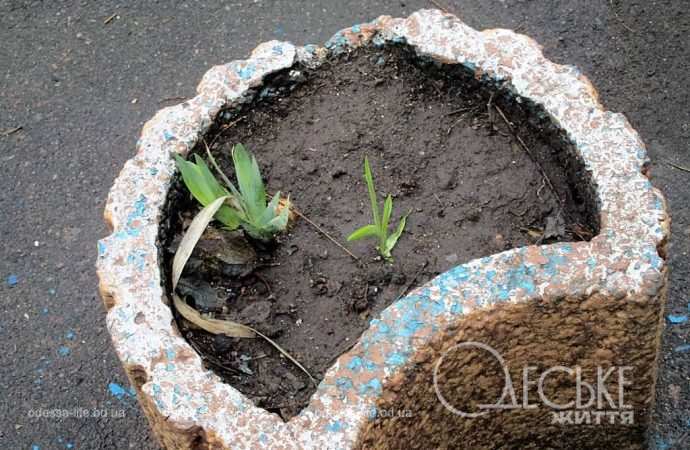 Март в Одессе, клумба