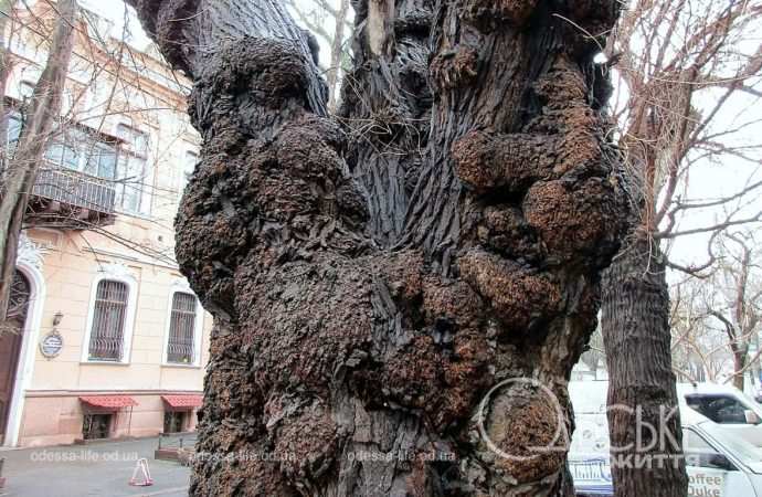 Март в Одессе, ствол