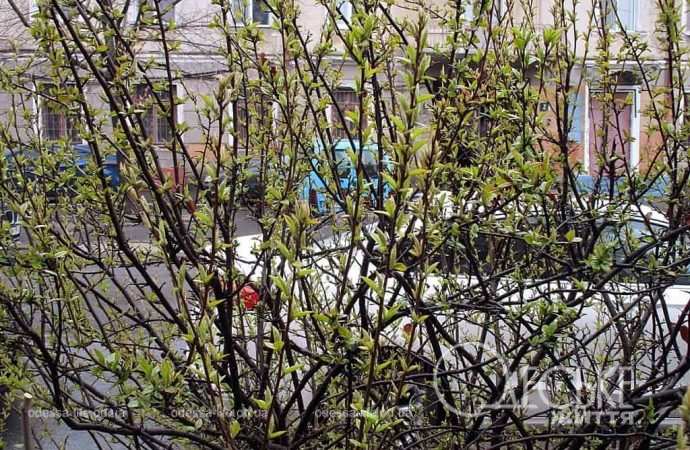 Март в Одессе, почки