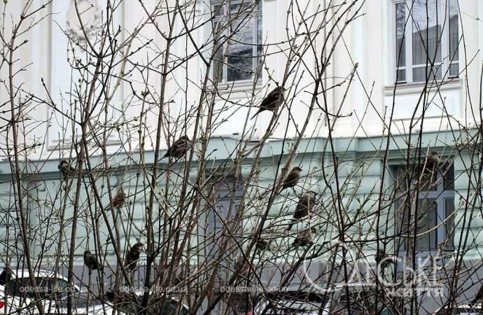 Март в Одессе, листики