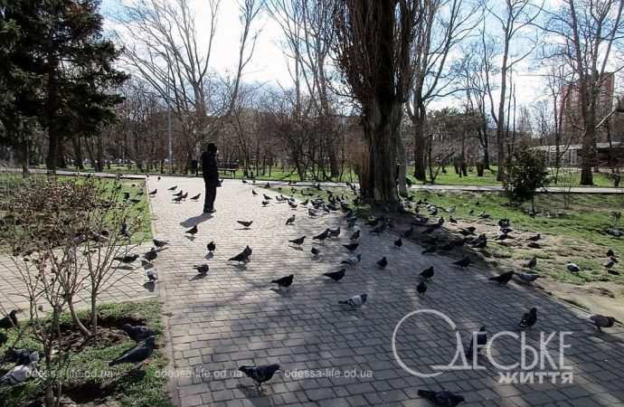 Парк Победы, птицы