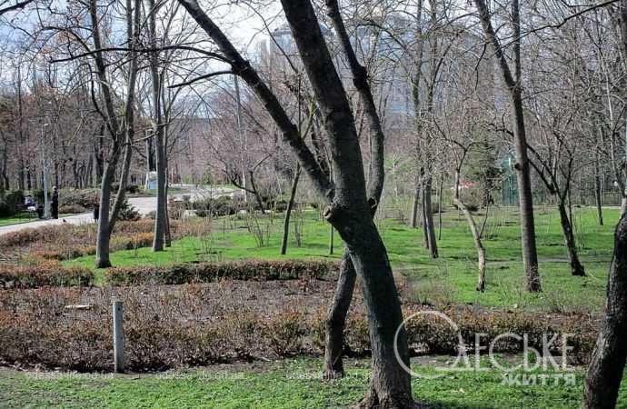 Парк Победы, дерево
