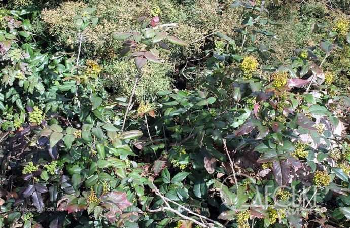 Парк Победы, кустарник