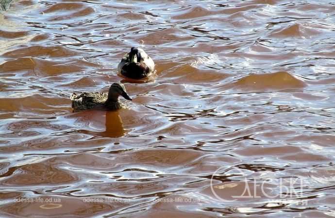 Парк Победы, уточки