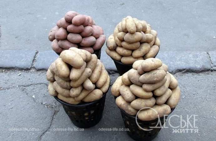 Ведра с картошкой