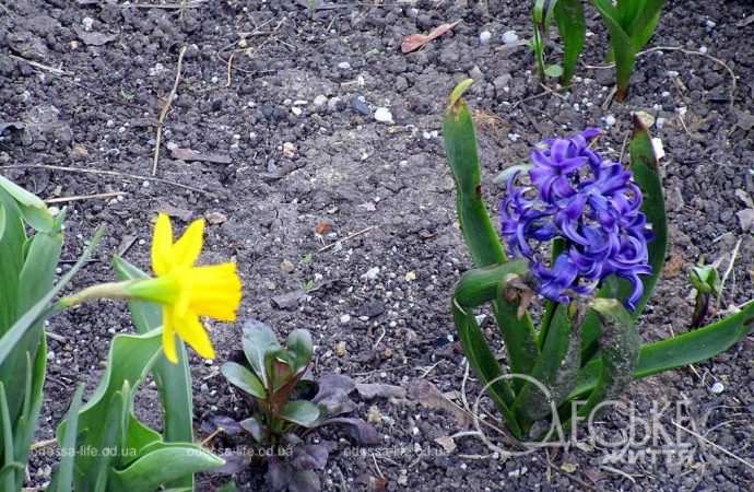 Одеса в березні