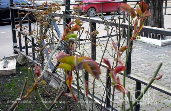 Одеса в березні