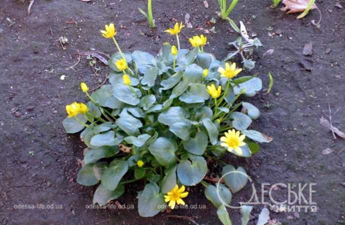 Одеса в березні