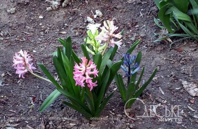 Одеса в березні